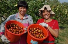 山东即墨:农民增收“枣”致富