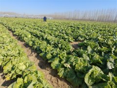 胶州市大白菜研究所100亩白菜正在采收中,近几日陆续上市