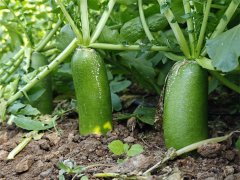 一亩可产8000斤 安家沟富硒水果萝卜开收了 胶州市安家沟水果萝卜种植专业合作社萝卜成熟,目前正在采收中