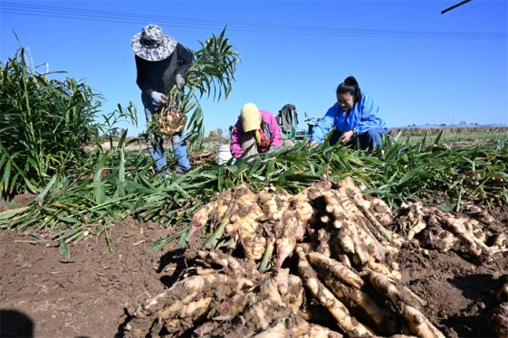 山东即墨:生姜采收忙,采出好“钱”景