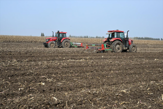 山东即墨:立冬近 农事忙