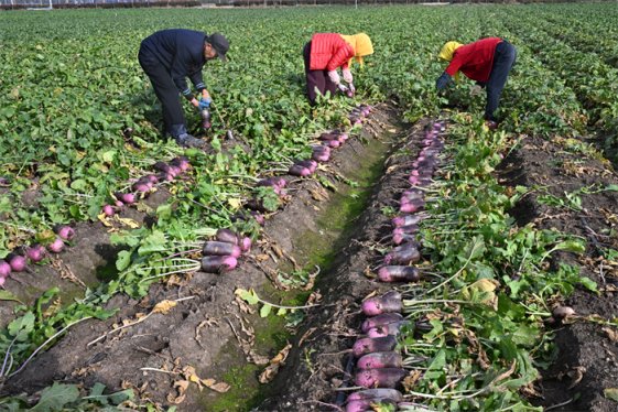 山东即墨:“冰激凌”萝卜迎来丰收 “网红”书记直播助农增收