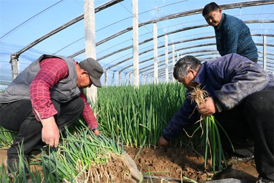 山东即墨:葱满葱园又“葱”忙